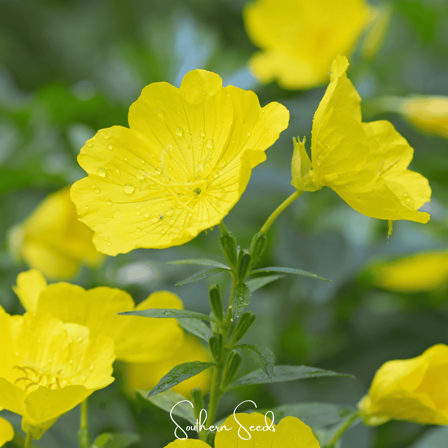 Pixie Patch Seed Collection – 10 Enchanted Varieties - - Seeds