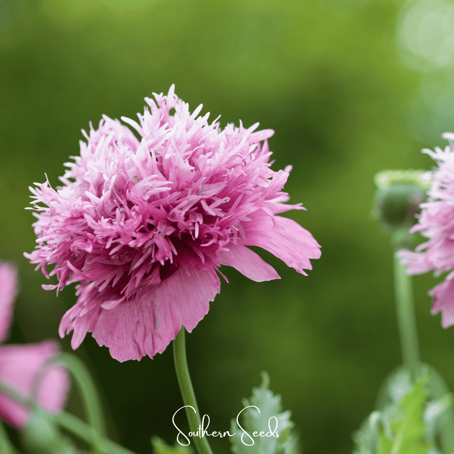 Pixie Patch Seed Collection – 10 Enchanted Varieties - - Seeds