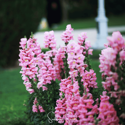 Pixie Patch Seed Collection – 10 Enchanted Varieties - - Seeds