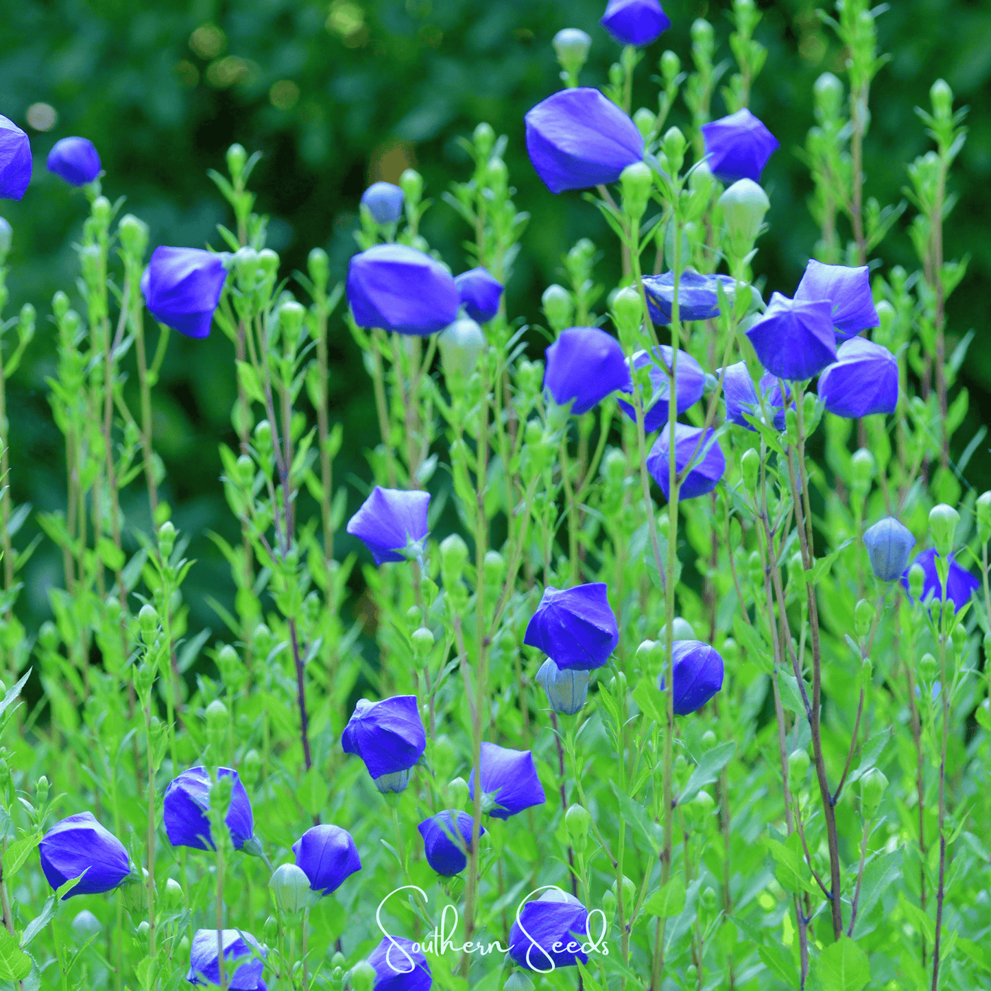 Pixie Patch Seed Collection – 10 Enchanted Varieties - - Seeds