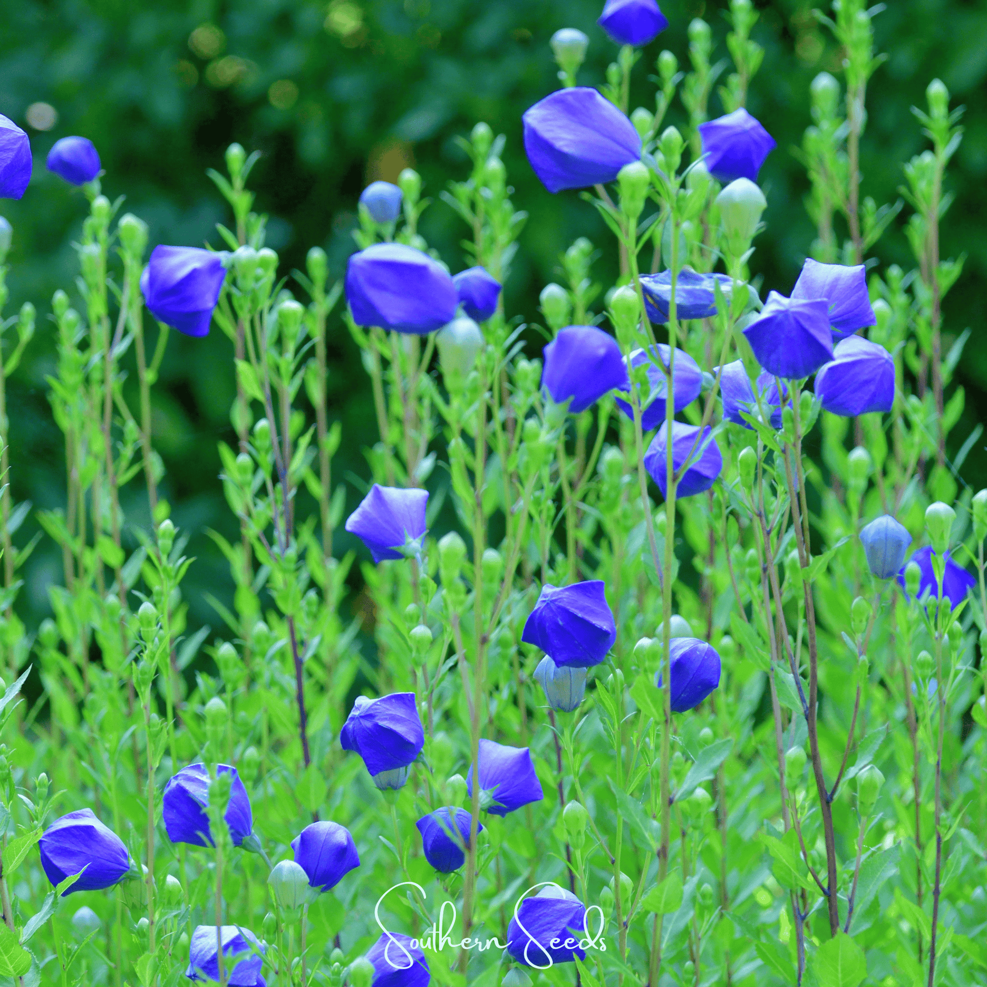 Pixie Patch Seed Collection – 10 Enchanted Varieties - - Seeds