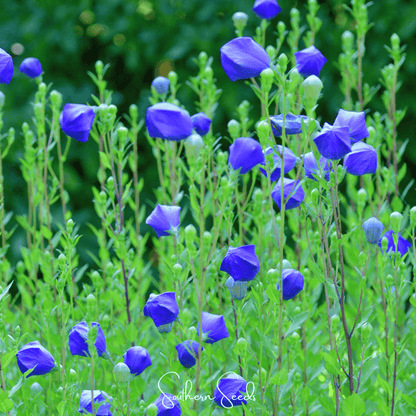 Pixie Patch Seed Collection – 10 Enchanted Varieties - - Seeds
