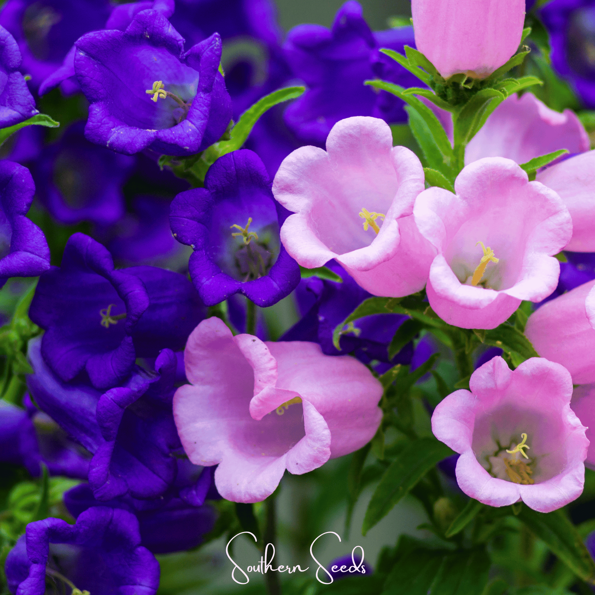 Pixie Patch Seed Collection – 10 Enchanted Varieties - - Seeds