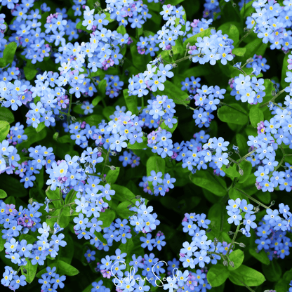 Pixie Patch Seed Collection – 10 Enchanted Varieties - - Seeds