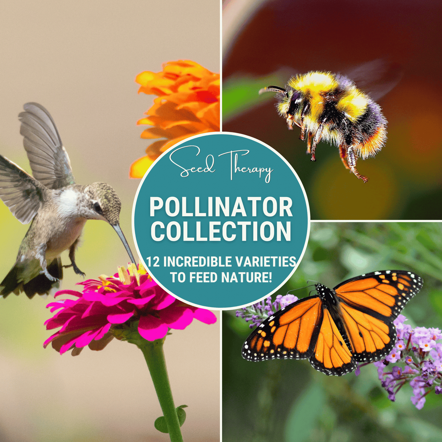 Pollinator Garden Seed Collection – 12 Varieties - - Seeds