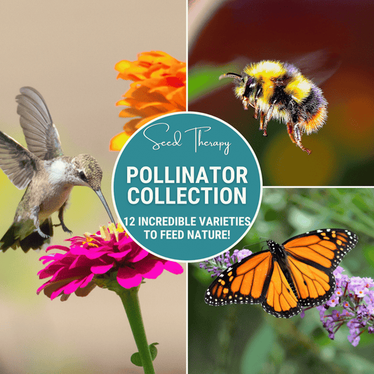 Pollinator Garden Seed Collection – 12 Varieties - - Seeds