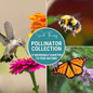 Pollinator Garden Seed Collection – 12 Varieties - - Seeds