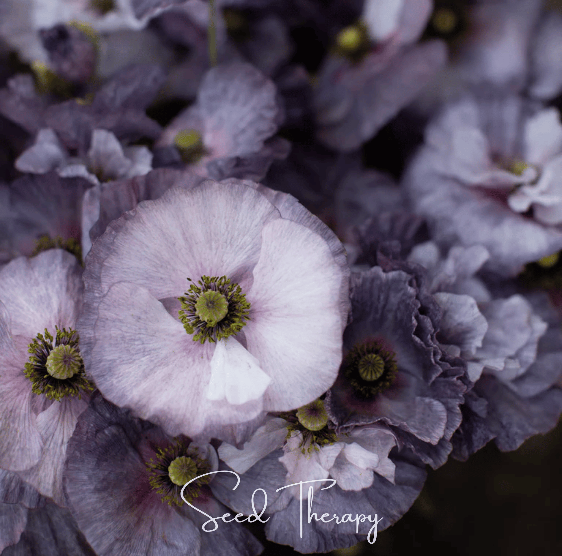 Amazing Grey Poppy – 25 Seeds - - Seeds