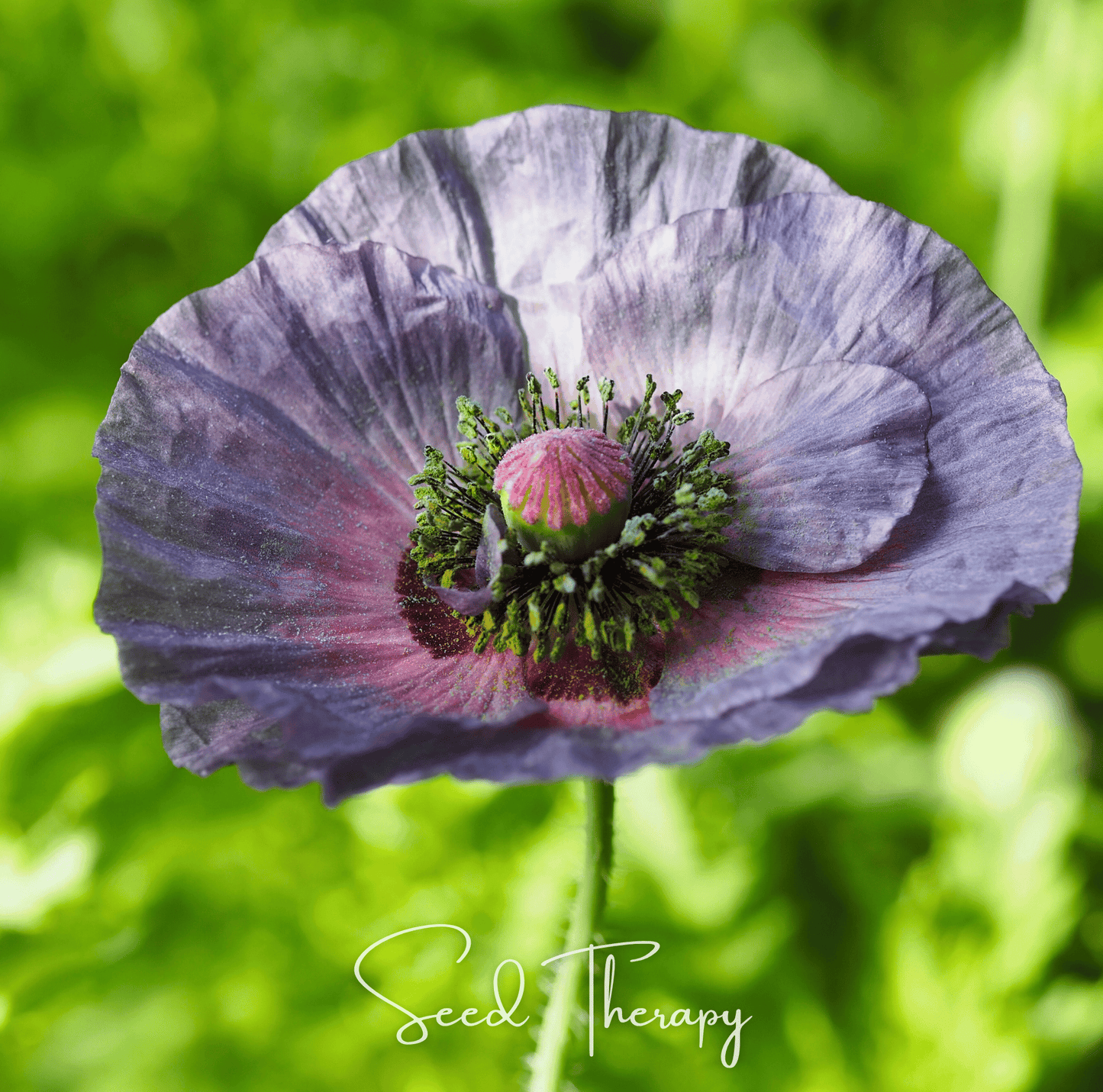 Amazing Grey Poppy – 25 Seeds - - Seeds