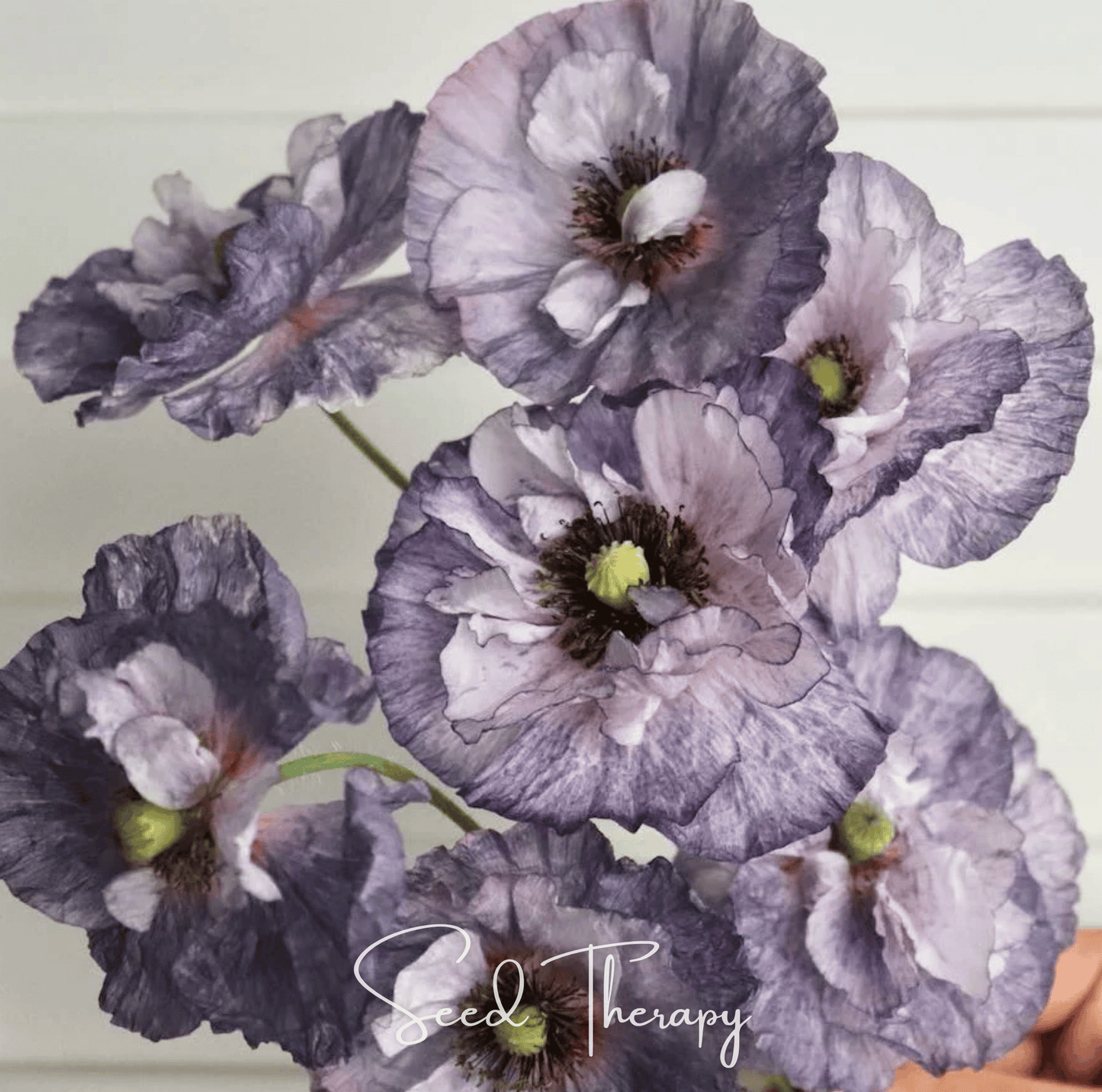 Amazing Grey Poppy – 25 Seeds - - Seeds
