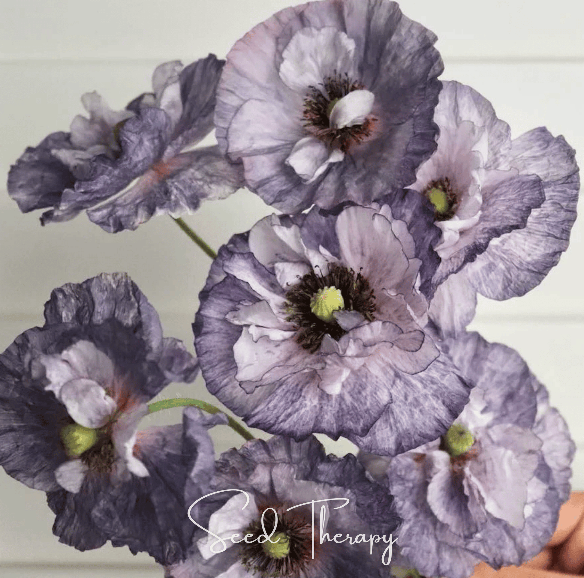 Amazing Grey Poppy – 25 Seeds - - Seeds