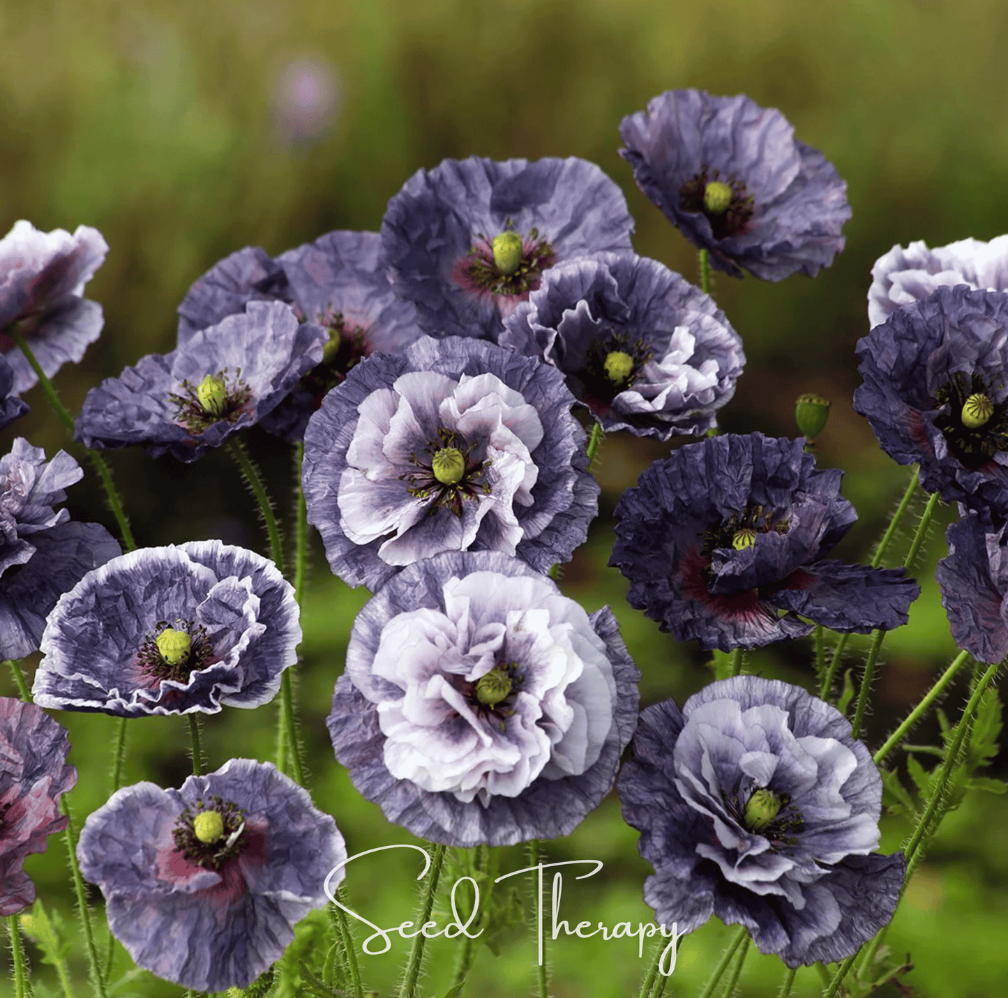 Amazing Grey Poppy – 25 Seeds - - Seeds