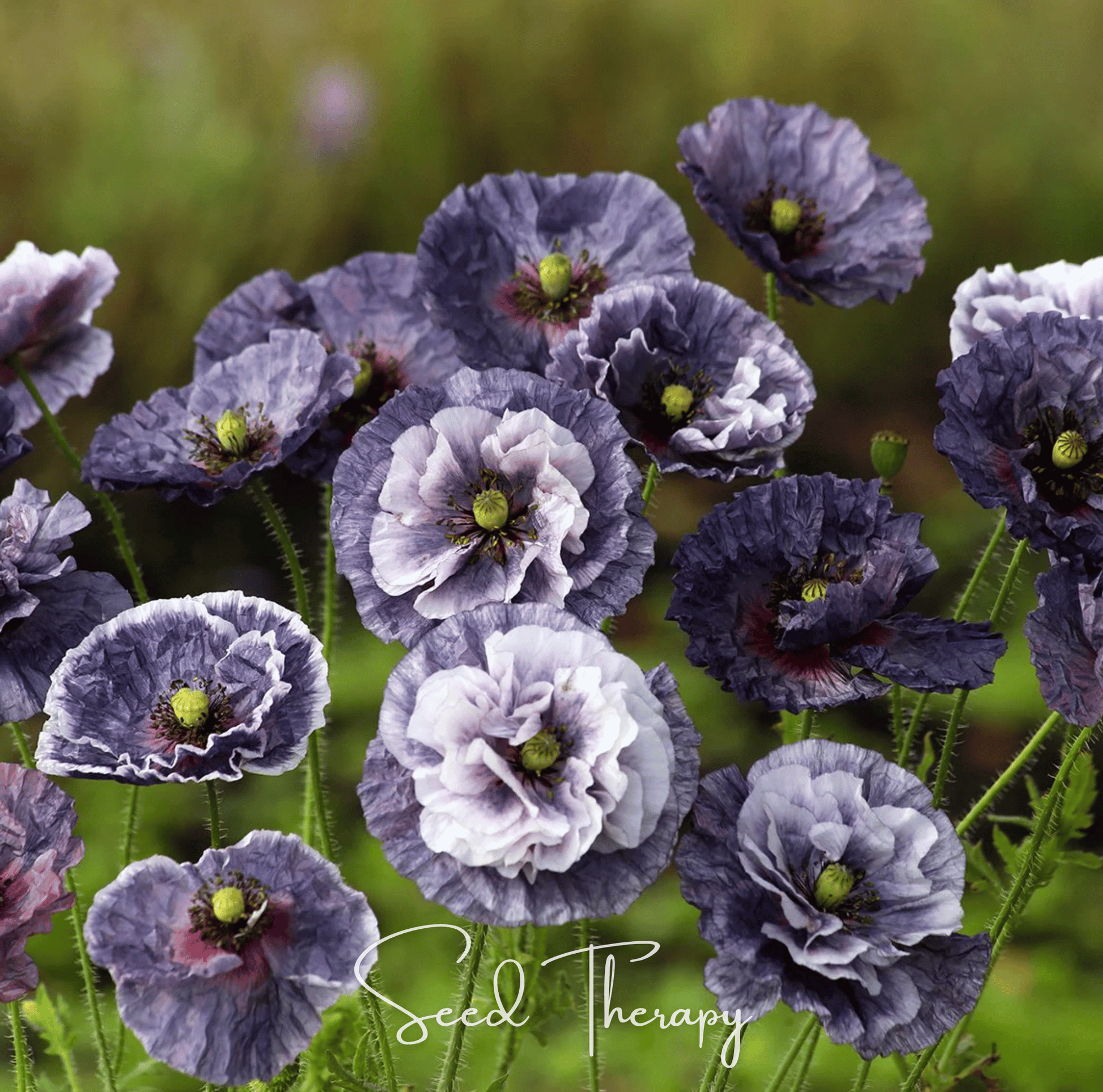 Amazing Grey Poppy – 25 Seeds - - Seeds