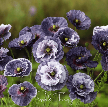 Amazing Grey Poppy – 25 Seeds - - Seeds
