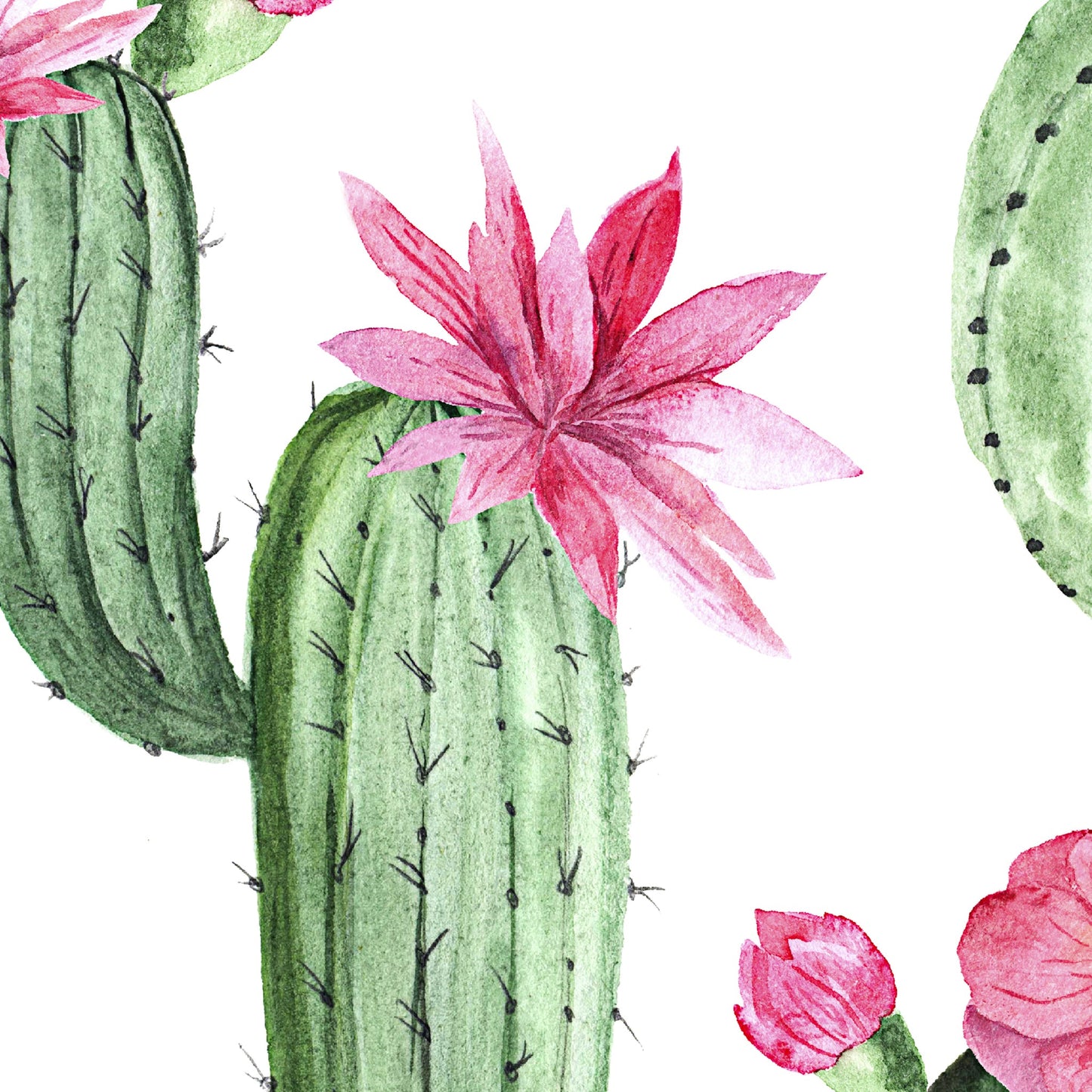 Prickly Princess Wallpaper - - Wallpaper