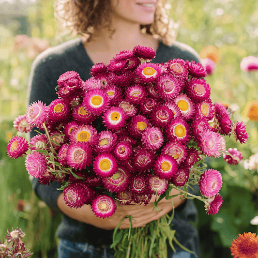 Purple-Red Strawflower – 100 Seeds - - Seeds