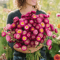Purple-Red Strawflower – 100 Seeds - - Seeds