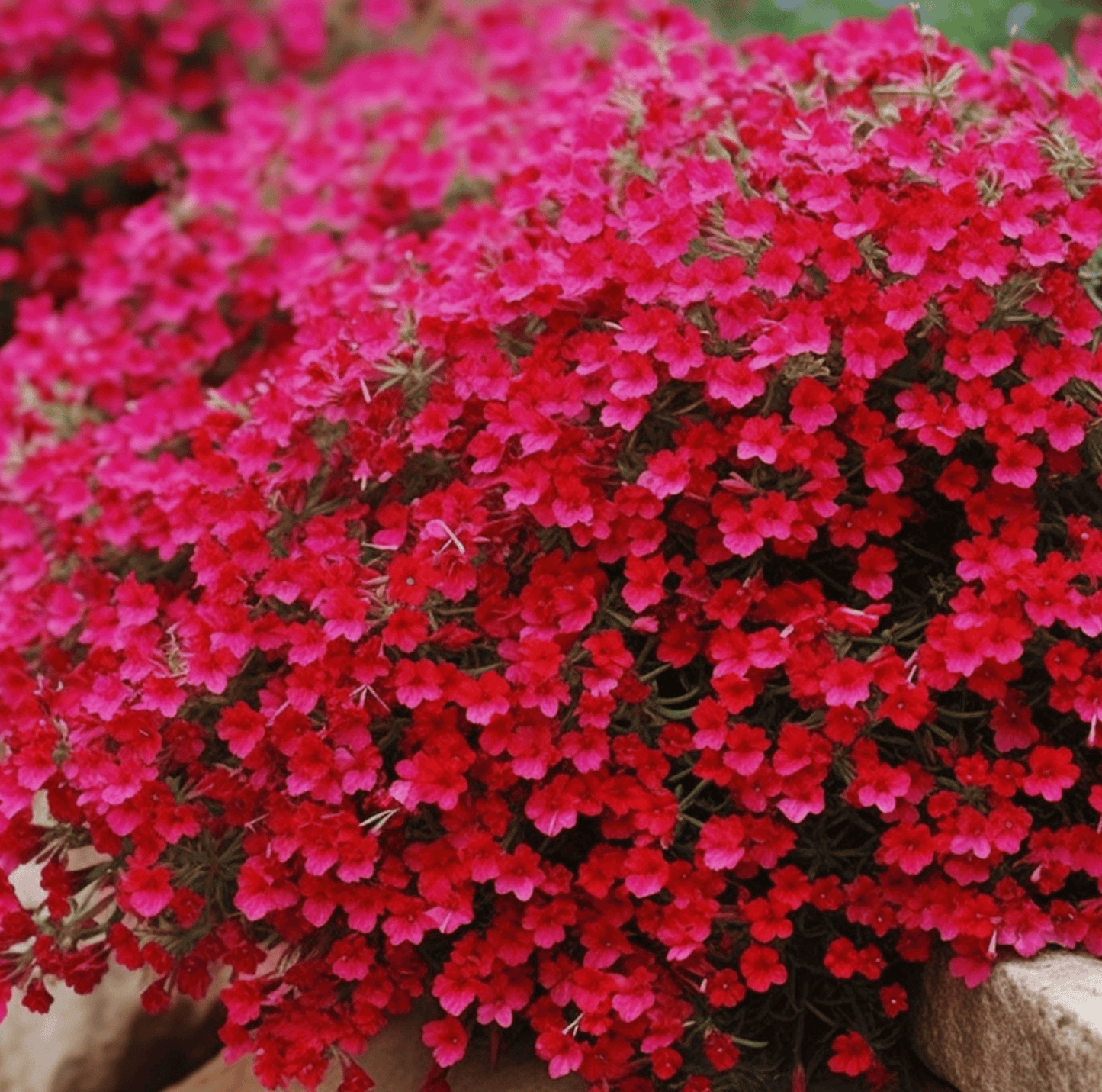 Cascade Red Rockcress – 50 Seeds - - Seeds