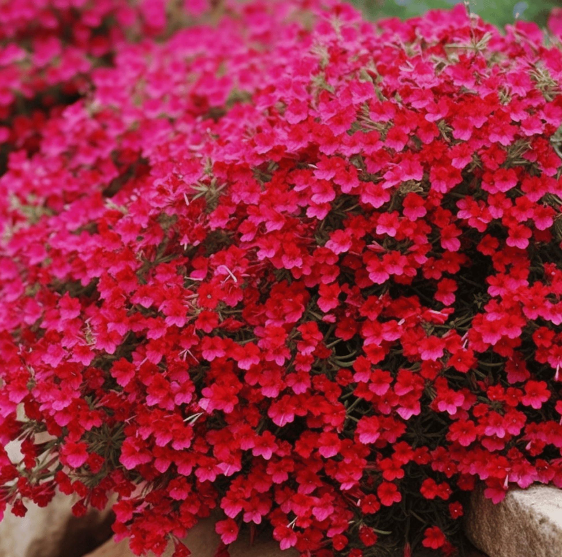 Cascade Red Rockcress – 50 Seeds - - Seeds
