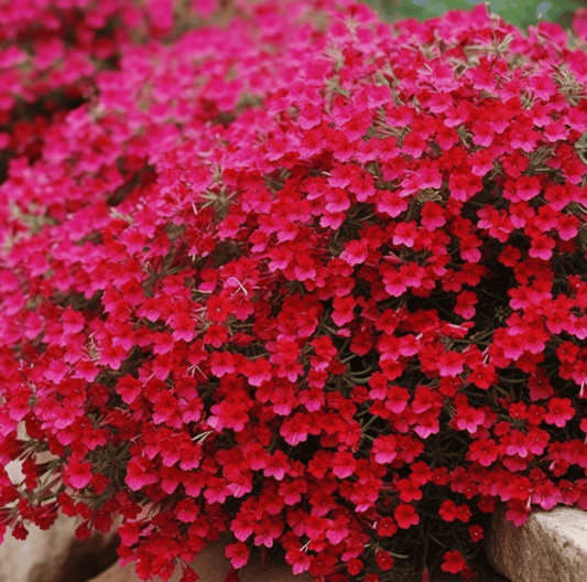Cascade Red Rockcress – 50 Seeds - - Seeds