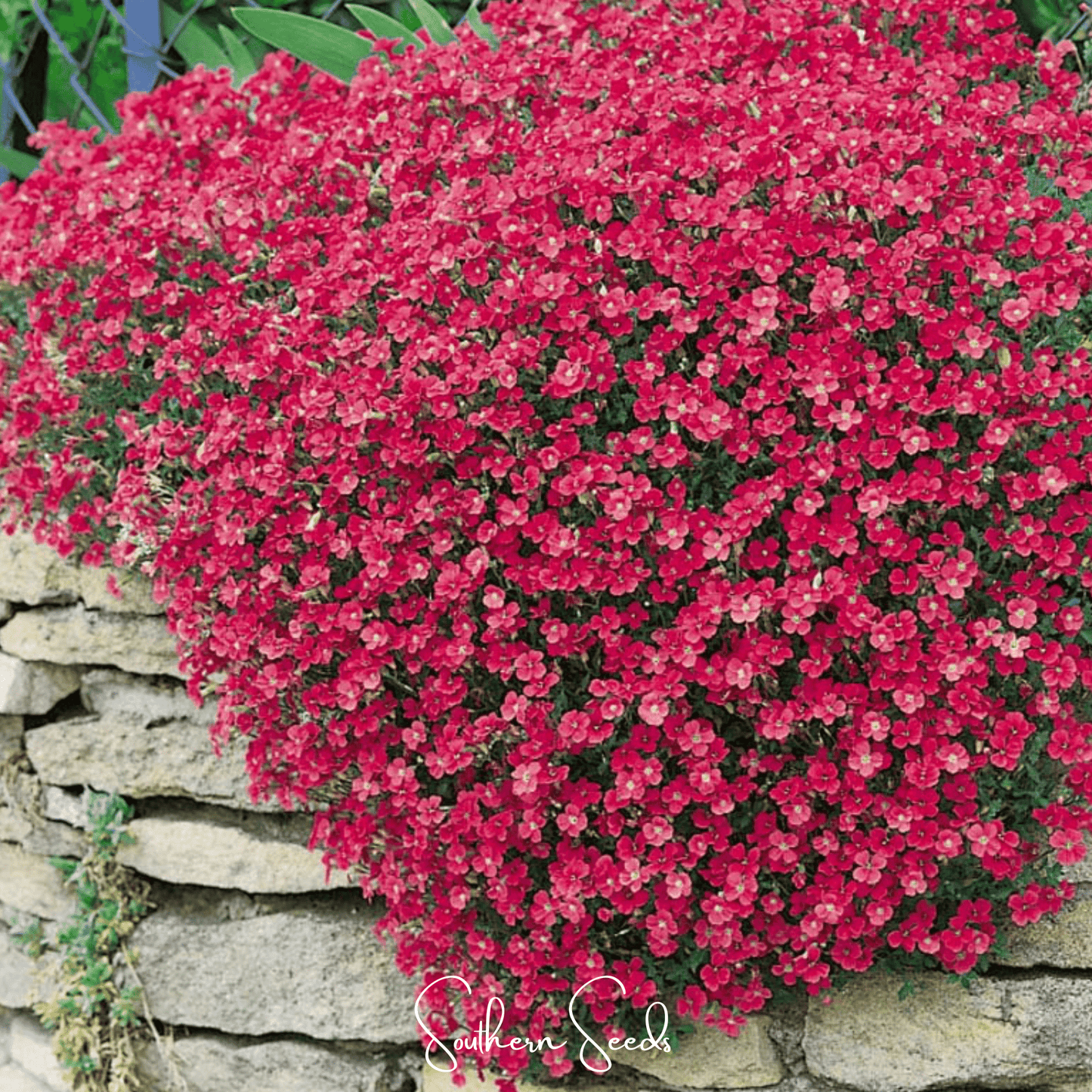 Cascade Red Rockcress – 50 Seeds - - Seeds