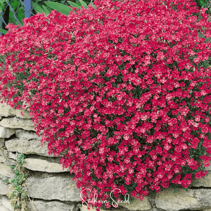 Cascade Red Rockcress – 50 Seeds - - Seeds