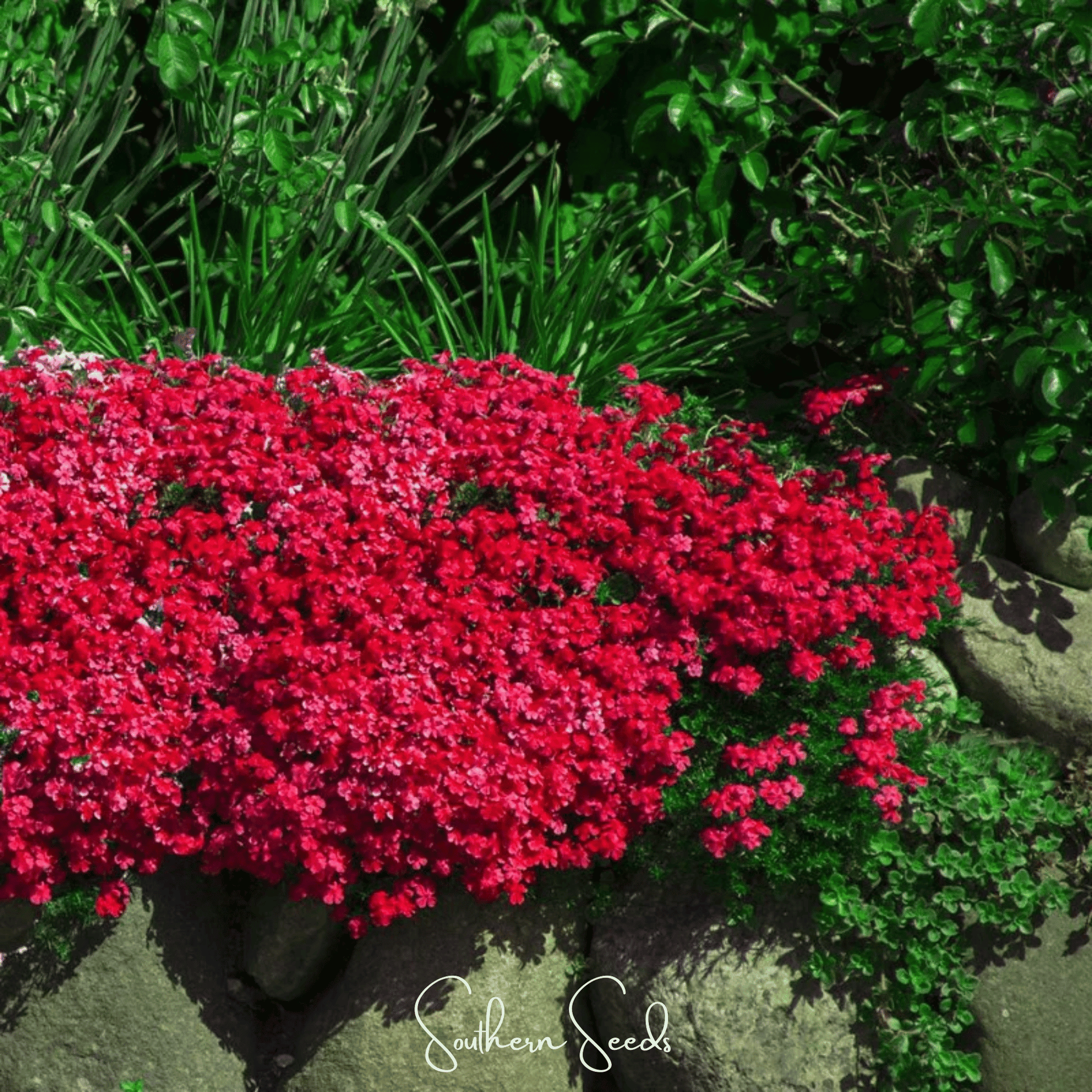 Cascade Red Rockcress – 50 Seeds - - Seeds