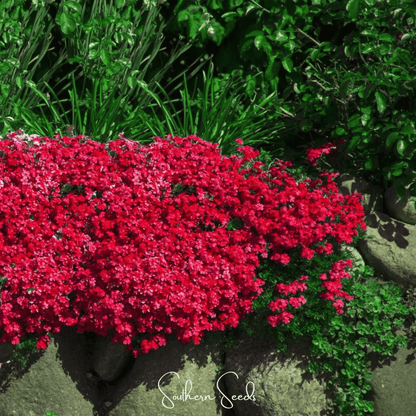 Cascade Red Rockcress – 50 Seeds - - Seeds