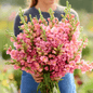 Rose Snapdragon – 200 Seeds - - Seeds