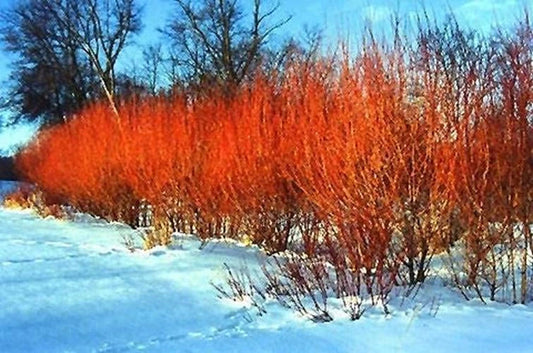 Flame Willow Tree Vibrant Orange and Red Bark - Salix Flame - - Houseplant