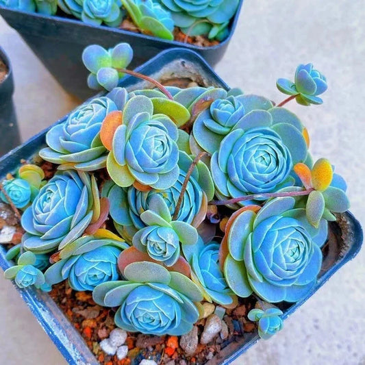 Blue Succulents Seeds 100pcs Witchford Lithops Cactus Seeds - - Houseplant