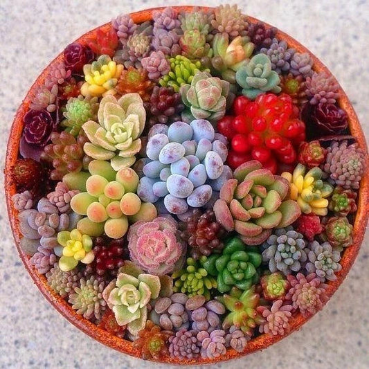 Rare Succulent Seeds Pack 100pcs Mixed Varieties - - Seeds