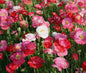 Shirley Poppy Seeds - 50,000 Bulk Mixed Colors - - Flower Seeds