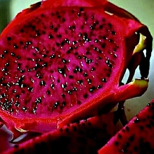 Red Dragon Fruit Vine Seeds - 25 Pack Cactus Pitaya Huge 12" Flowers - - Houseplant