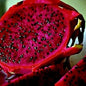Red Dragon Fruit Vine Seeds - 25 Pack Cactus Pitaya Huge 12" Flowers - - Houseplant
