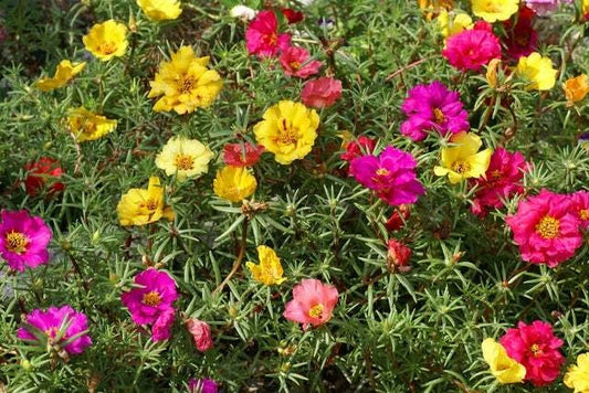 Moss Rose Seeds - 1000 Count - Colorful Annuals - - Seeds