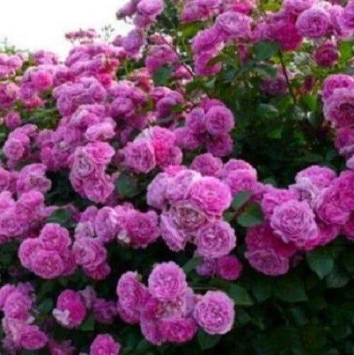 Climbing Purple Rose Seeds - 10 Perennial Flower Seeds - - garden flowers