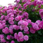 Climbing Purple Rose Seeds - 10 Perennial Flower Seeds - - garden flowers