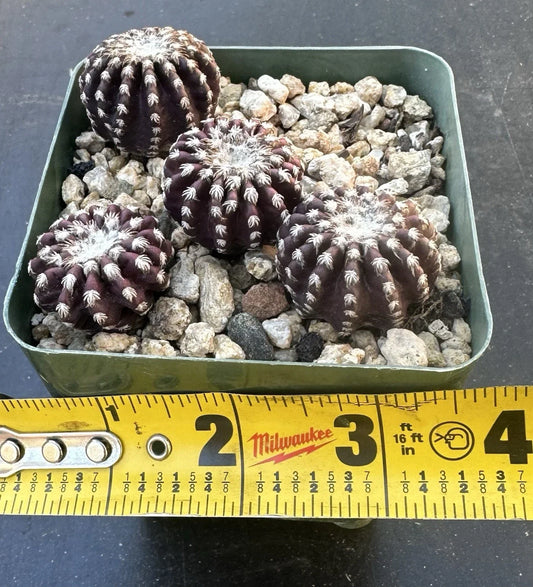 Discocactus Horstii RARE Cactus Plant -Discocactus Horstii - - Houseplant