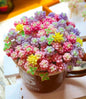 Rare Succulent Seeds 100pcs Pack Mixed Varieties-Pastel - - Seeds