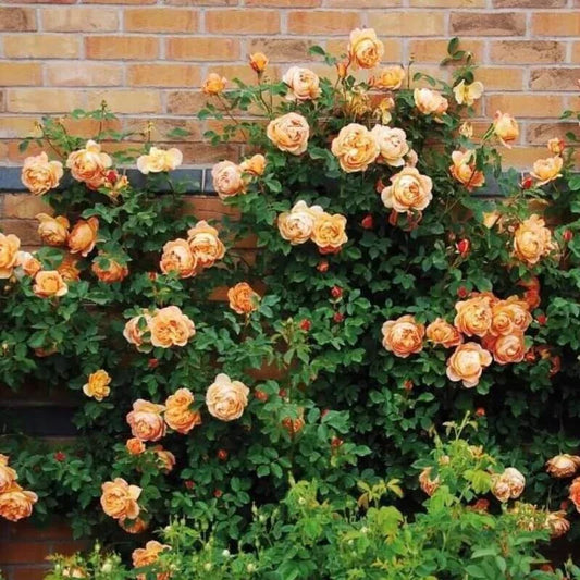 Climbing Light Orange Rose Seeds - 10 Perennial Shrub Flower Seeds - - Home & Garden