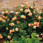 Climbing Light Orange Rose Seeds - 10 Perennial Shrub Flower Seeds - - Home & Garden