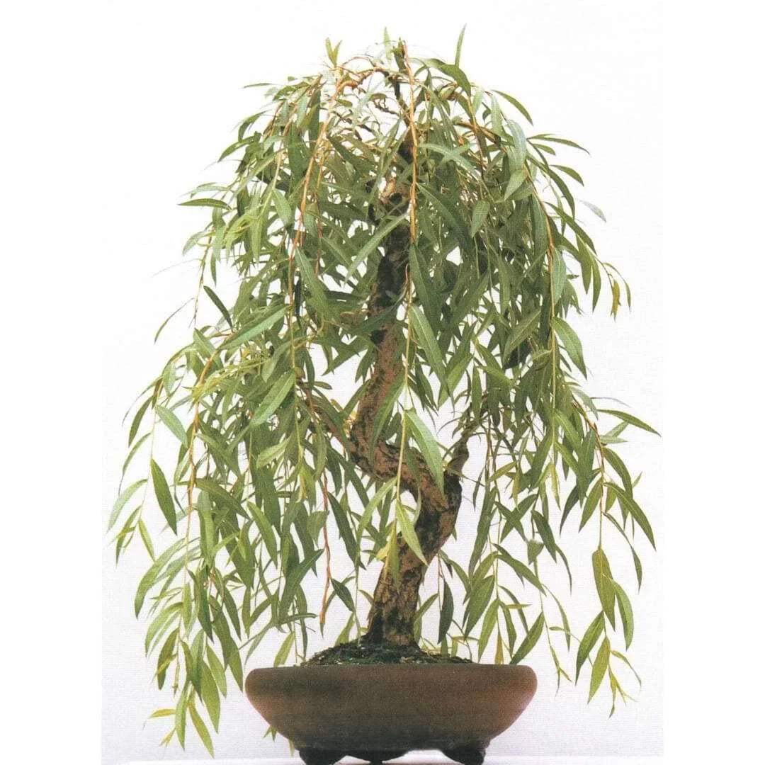 Weeping Willow Bonsai Tree Cutting - Gold Bark, Vibrant Green Foliage - Salix babylonica - - Houseplant