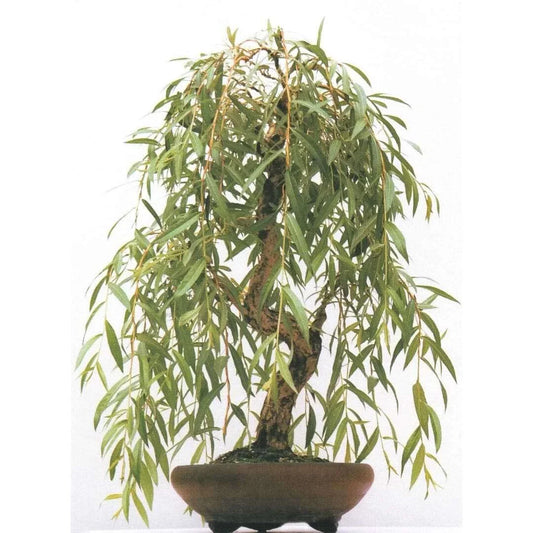 Weeping Willow Bonsai Tree Cutting - Gold Bark, Vibrant Green Foliage - Salix babylonica - - Houseplant
