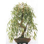 Weeping Willow Bonsai Tree Cutting - Gold Bark, Vibrant Green Foliage - Salix babylonica - - Houseplant