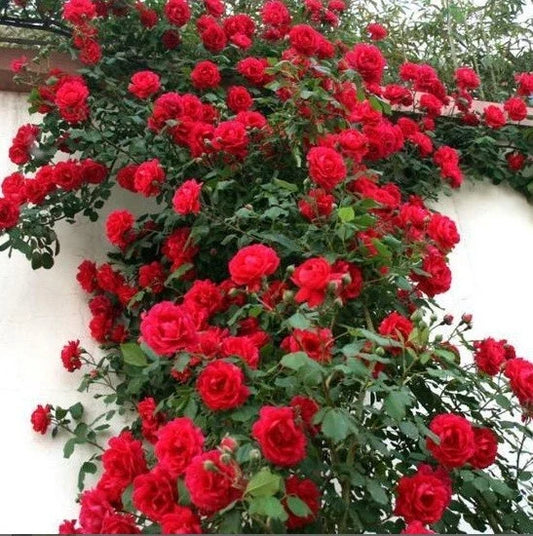 Climbing Red Rose Seeds - 10 Perennial Flowering Bush Seeds - - Seeds