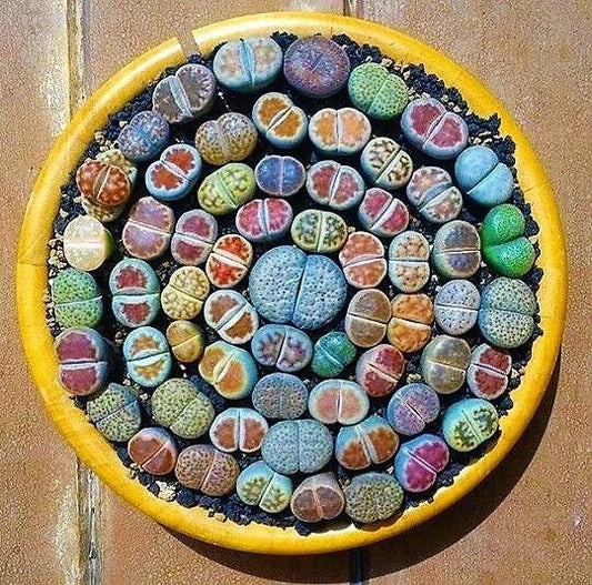 Mixed Lithops Succulent Seeds, 100 Pcs, Lithops Pseudotruncatella - - Seeds