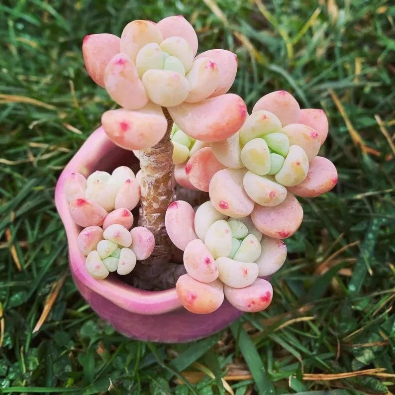 Sedum Seeds - 100 Count - Tiscalatengo Gorge Variety - - Seeds