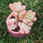 Sedum Seeds - 100 Count - Tiscalatengo Gorge Variety - - Seeds