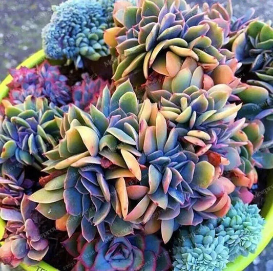 50pcs Japanese Succulent Seeds - Rare Mini Cactus Seeds - - plant seed